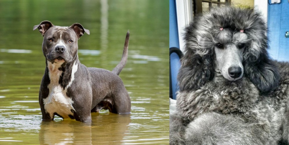 Standard Poodle vs American Staffordshire Terrier - Breed Comparison