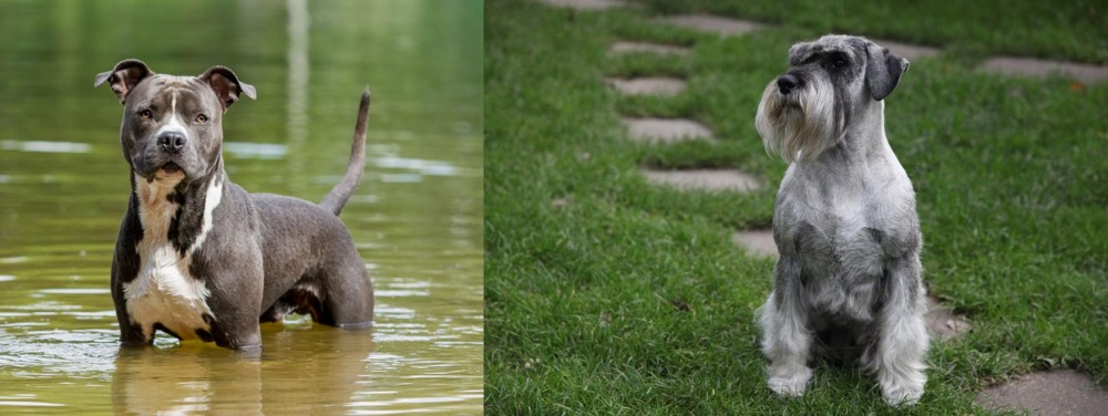 Standard Schnauzer vs American Staffordshire Terrier - Breed Comparison
