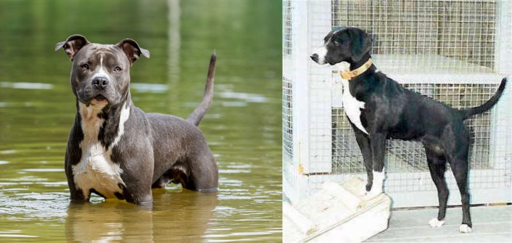 Stephens Stock vs American Staffordshire Terrier - Breed Comparison