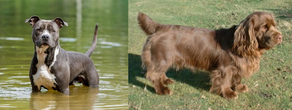 Sussex Spaniel vs American Staffordshire Terrier - Breed Comparison