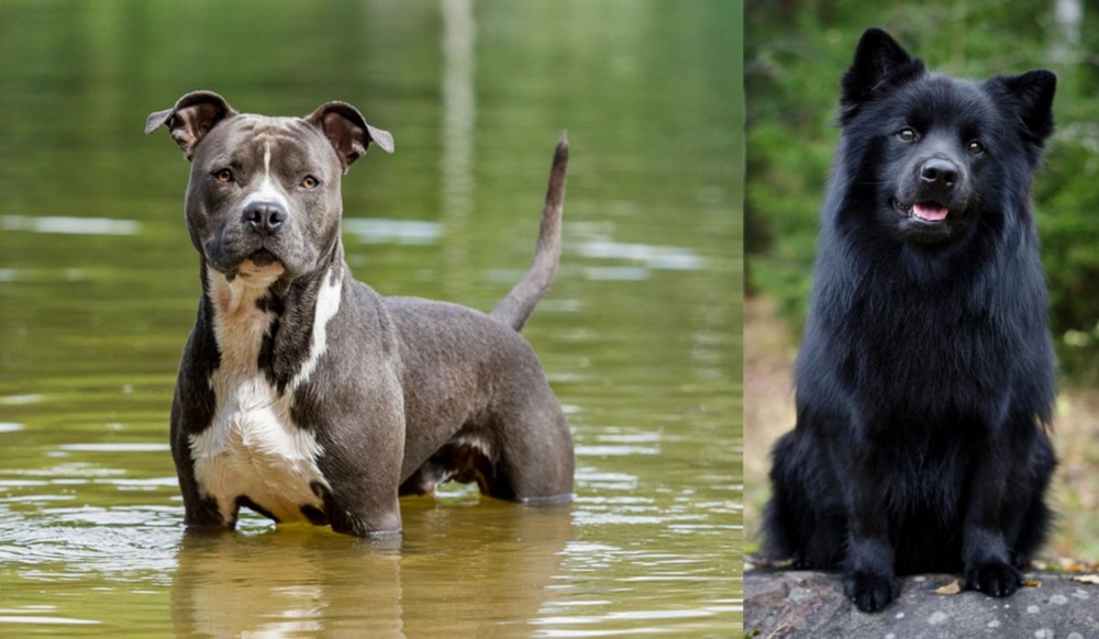 Swedish Lapphund vs American Staffordshire Terrier - Breed Comparison