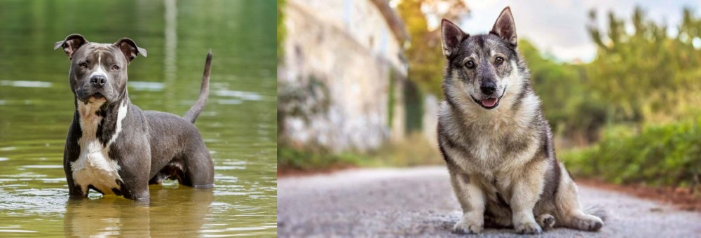 Swedish Vallhund vs American Staffordshire Terrier - Breed Comparison