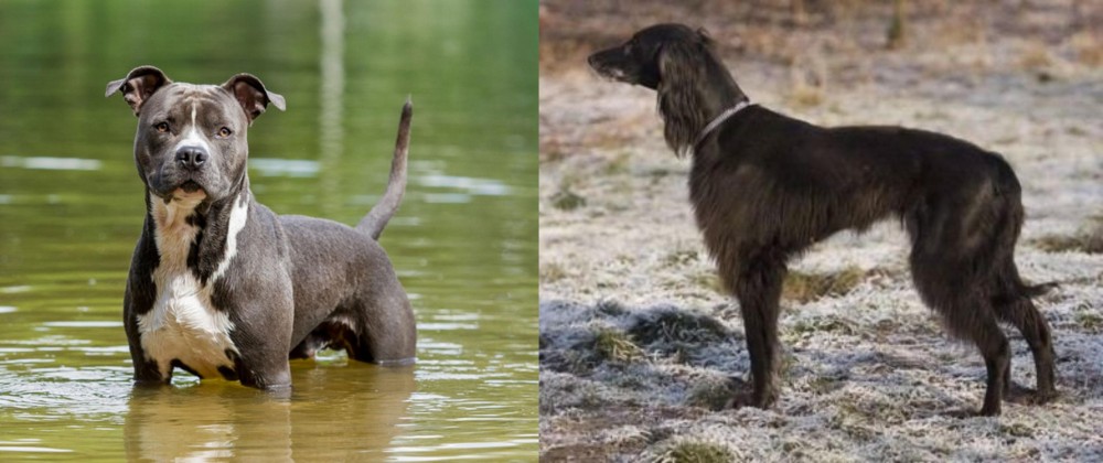 Taigan vs American Staffordshire Terrier - Breed Comparison