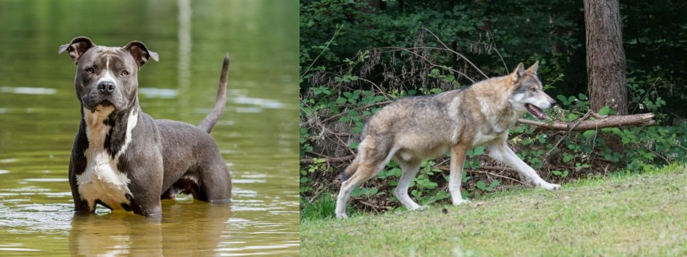 Tamaskan vs American Staffordshire Terrier - Breed Comparison