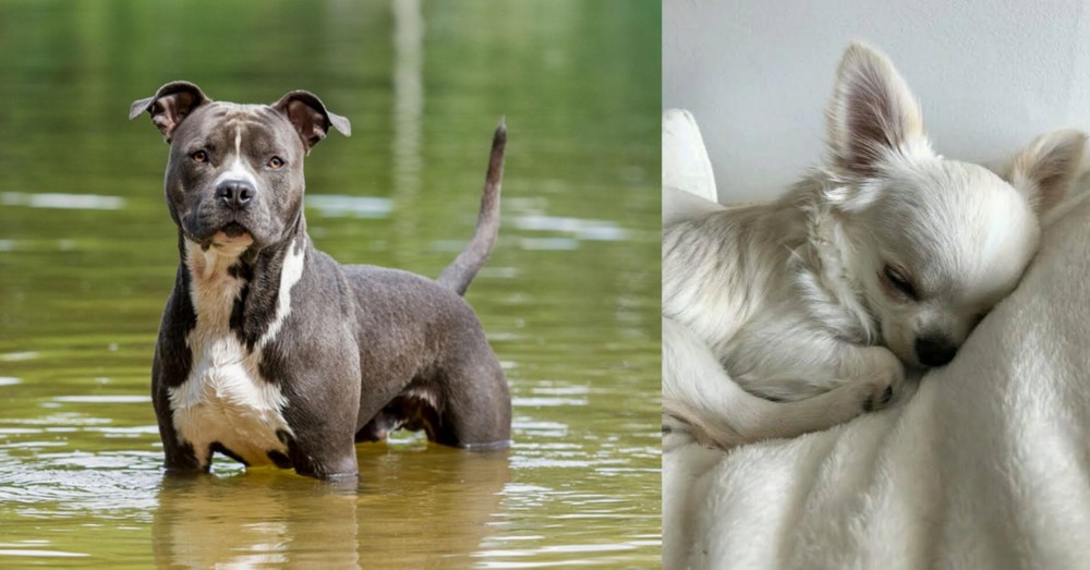 Tea Cup Chihuahua vs American Staffordshire Terrier - Breed Comparison