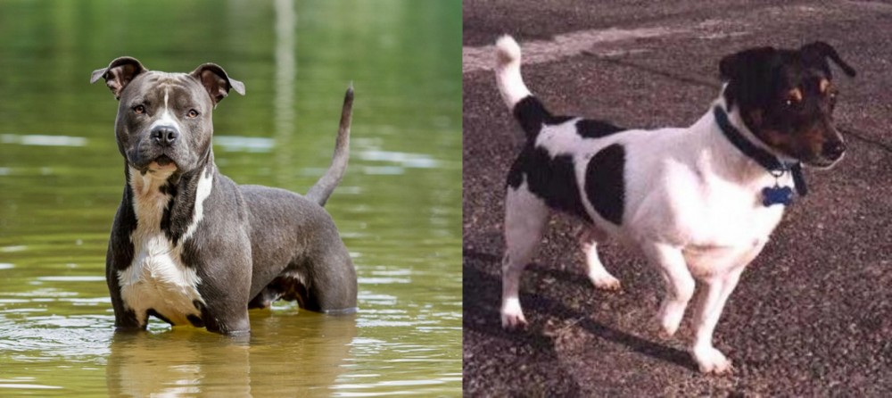 Teddy Roosevelt Terrier vs American Staffordshire Terrier - Breed Comparison
