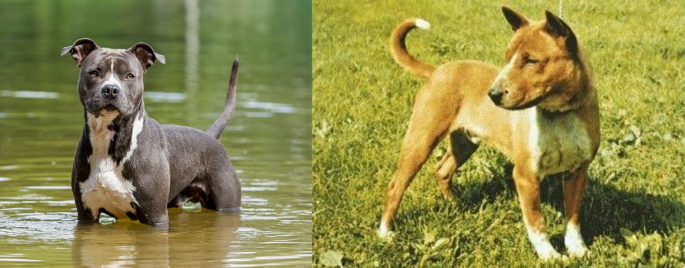 Telomian vs American Staffordshire Terrier - Breed Comparison