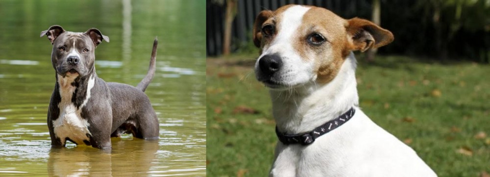 Tenterfield Terrier vs American Staffordshire Terrier - Breed Comparison