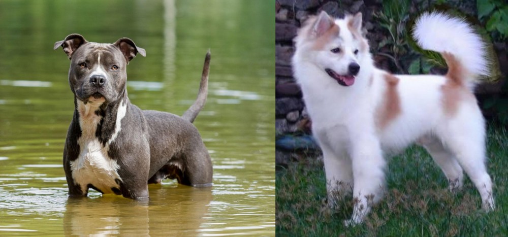 Thai Bangkaew vs American Staffordshire Terrier - Breed Comparison