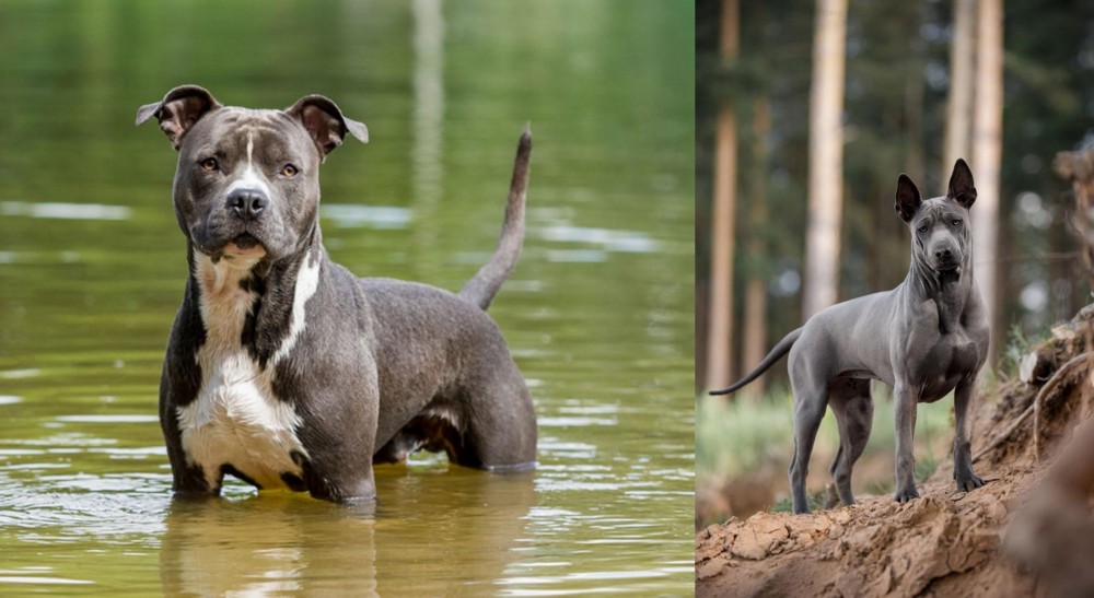 Thai Ridgeback vs American Staffordshire Terrier - Breed Comparison