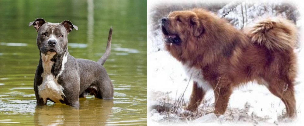 Tibetan Kyi Apso vs American Staffordshire Terrier - Breed Comparison