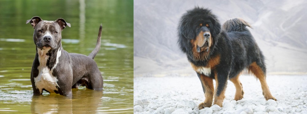 Tibetan Mastiff vs American Staffordshire Terrier - Breed Comparison