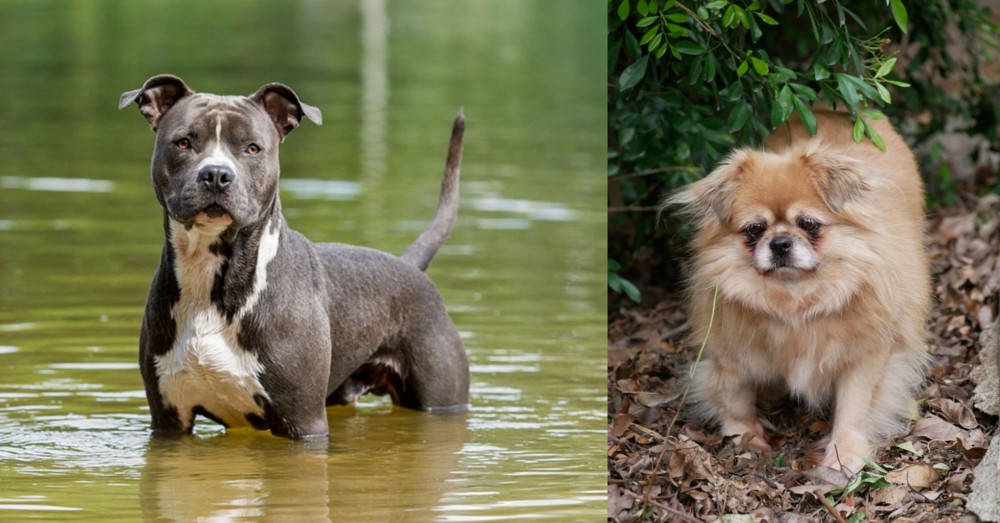 Tibetan Spaniel vs American Staffordshire Terrier - Breed Comparison