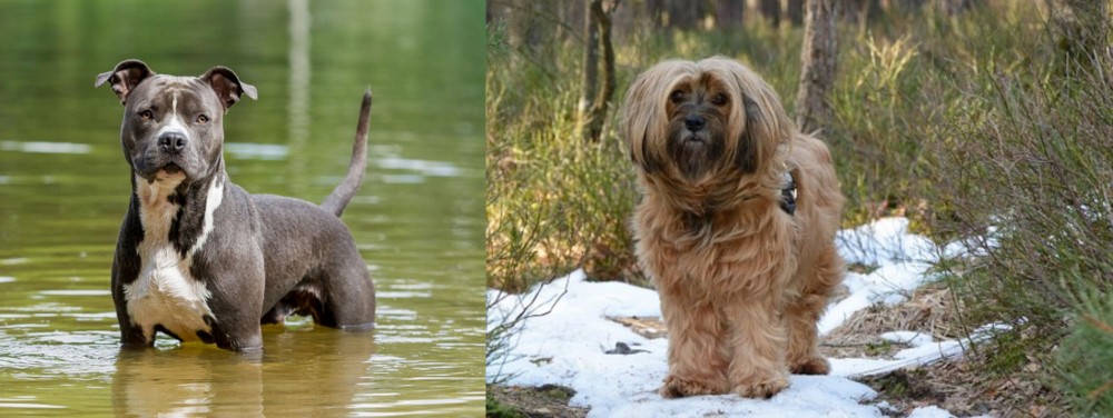 Tibetan Terrier vs American Staffordshire Terrier - Breed Comparison