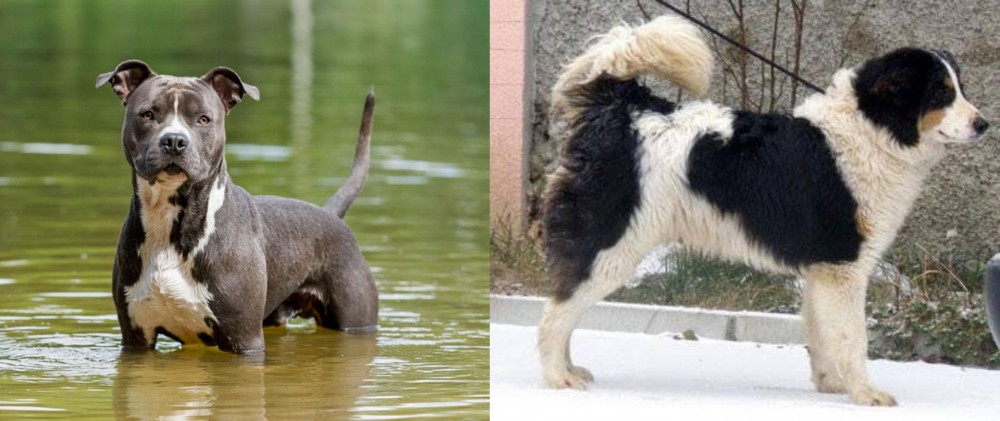 Tornjak vs American Staffordshire Terrier - Breed Comparison
