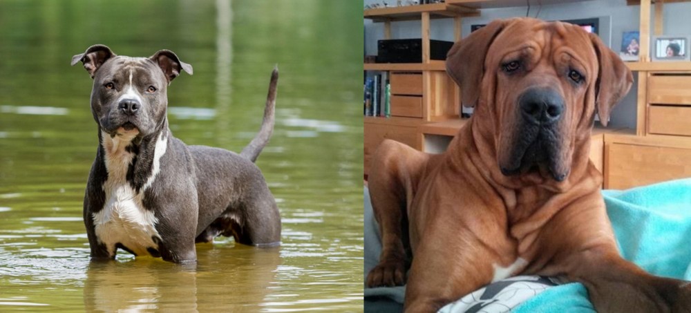 Tosa vs American Staffordshire Terrier - Breed Comparison