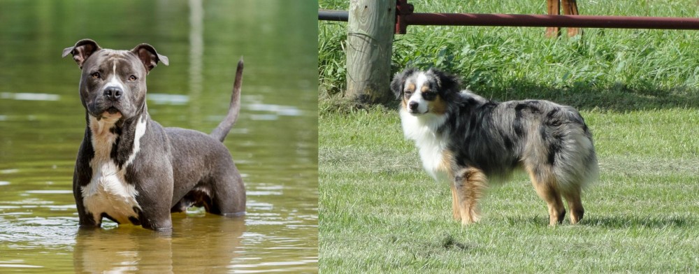 Toy Australian Shepherd vs American Staffordshire Terrier - Breed Comparison