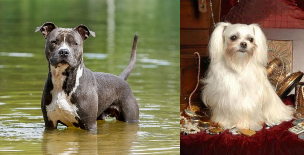 Toy Mi-Ki vs American Staffordshire Terrier - Breed Comparison