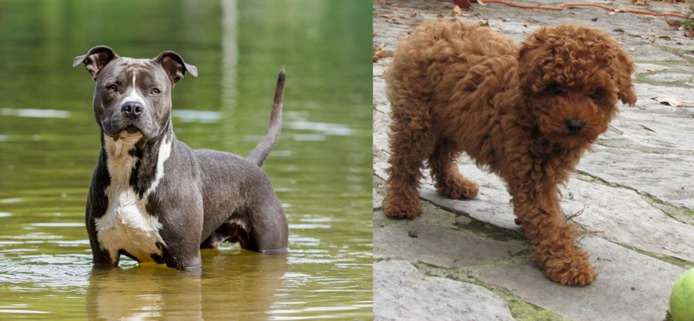 Toy Poodle vs American Staffordshire Terrier - Breed Comparison