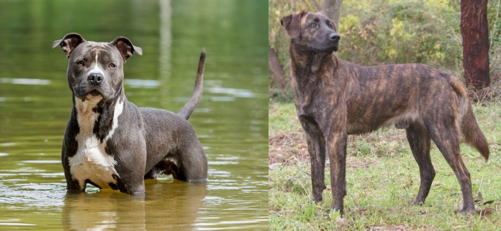 Treeing Tennessee Brindle vs American Staffordshire Terrier - Breed Comparison