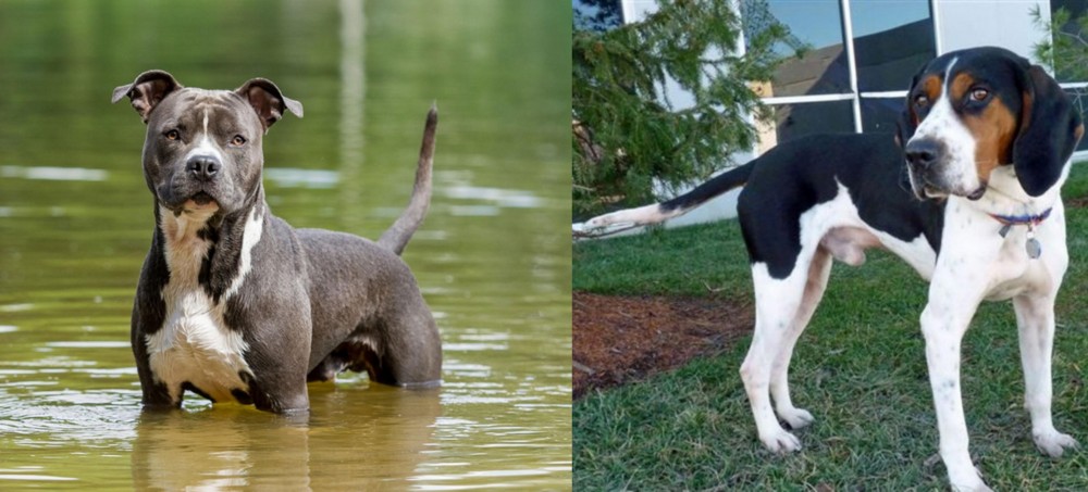 Treeing Walker Coonhound vs American Staffordshire Terrier - Breed Comparison