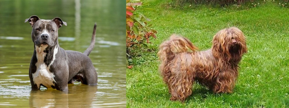 Tsvetnaya Bolonka vs American Staffordshire Terrier - Breed Comparison