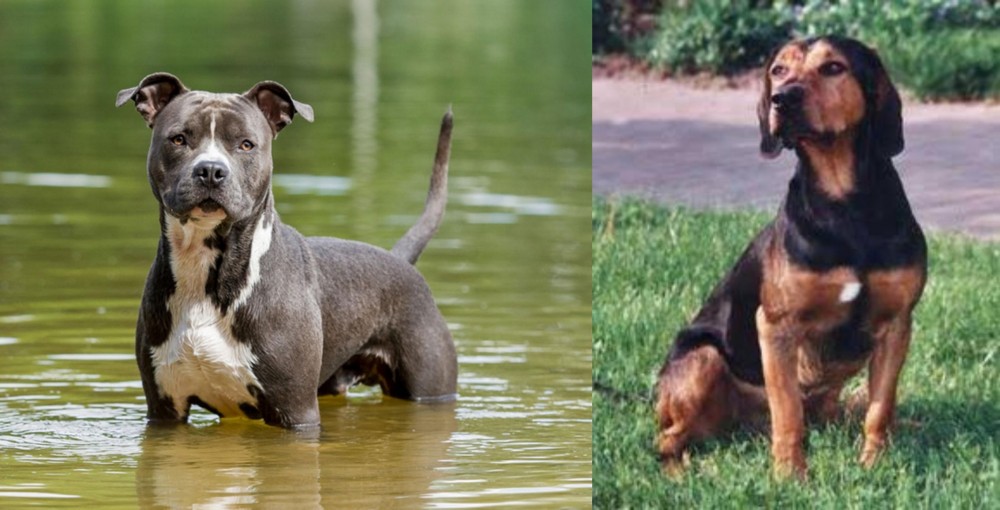 Tyrolean Hound vs American Staffordshire Terrier - Breed Comparison