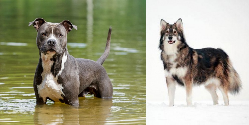 Utonagan vs American Staffordshire Terrier - Breed Comparison