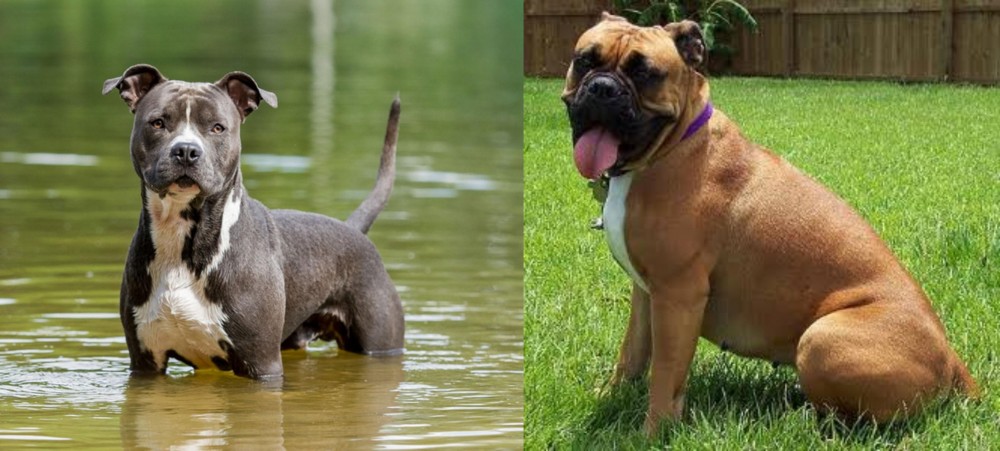 Valley Bulldog vs American Staffordshire Terrier - Breed Comparison