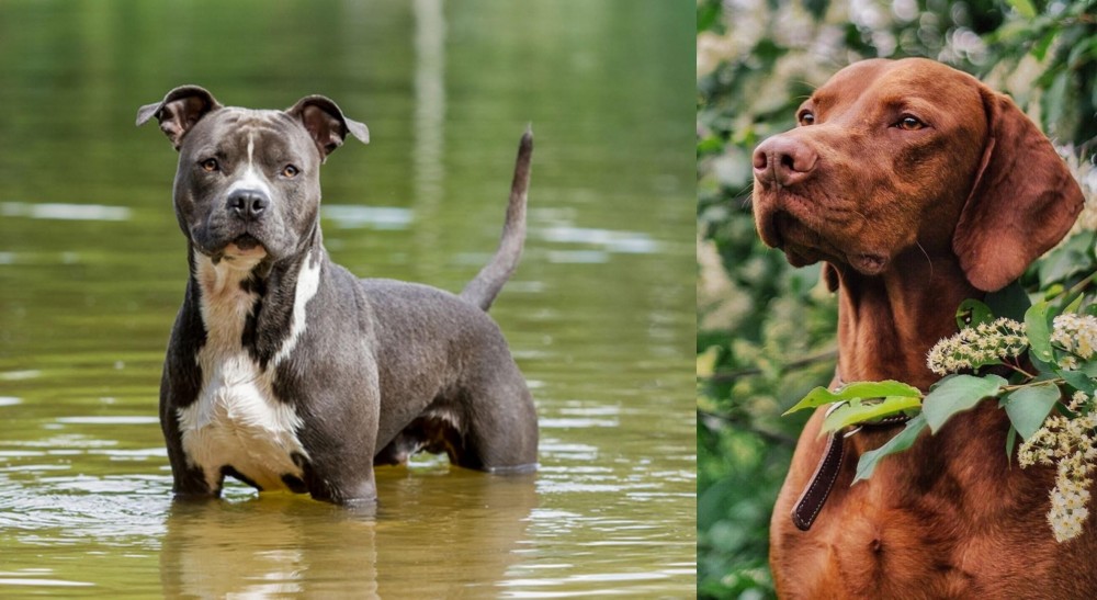 Vizsla vs American Staffordshire Terrier - Breed Comparison