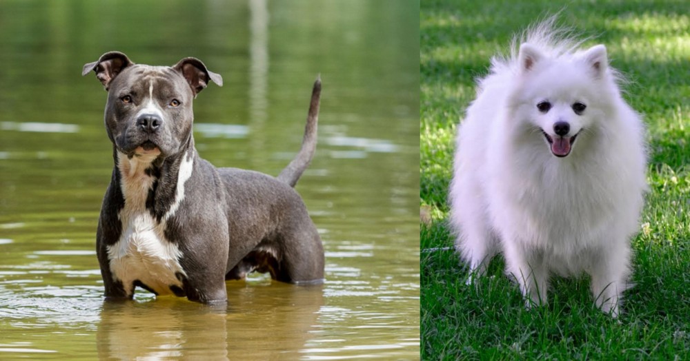 Volpino Italiano vs American Staffordshire Terrier - Breed Comparison