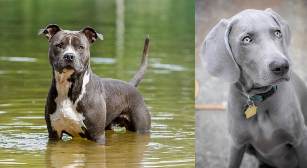 Weimaraner vs American Staffordshire Terrier - Breed Comparison