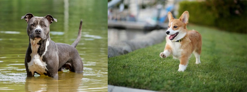 Welsh Corgi vs American Staffordshire Terrier - Breed Comparison