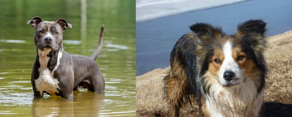 Welsh Sheepdog vs American Staffordshire Terrier - Breed Comparison