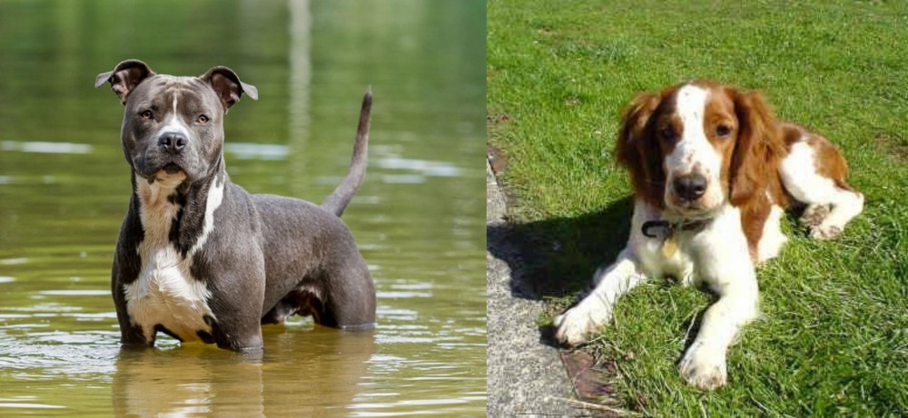 Welsh Springer Spaniel vs American Staffordshire Terrier - Breed Comparison