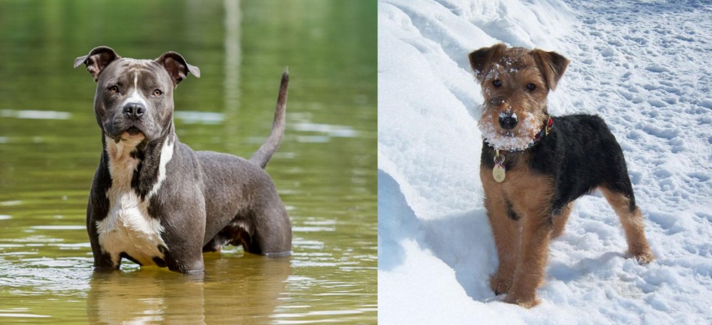 Welsh Terrier vs American Staffordshire Terrier - Breed Comparison