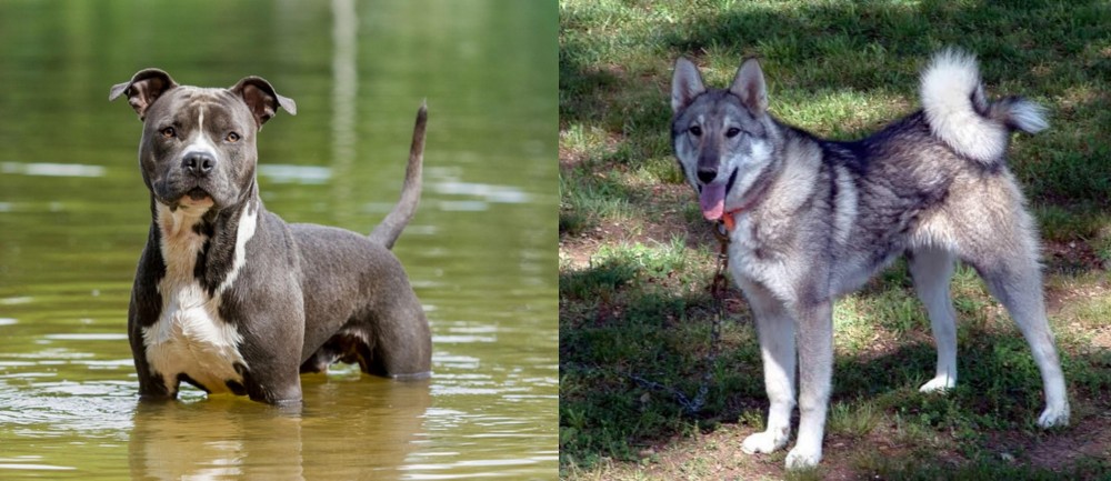 West Siberian Laika vs American Staffordshire Terrier - Breed Comparison