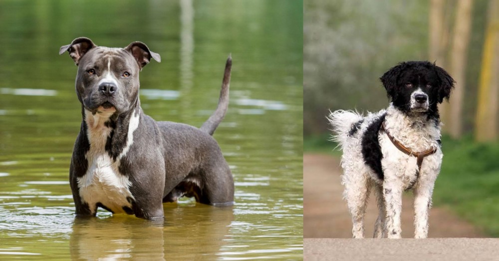Wetterhoun vs American Staffordshire Terrier - Breed Comparison