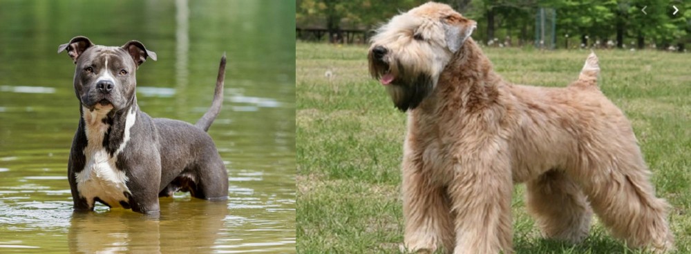 Wheaten Terrier vs American Staffordshire Terrier - Breed Comparison