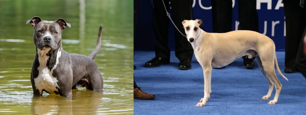 Whippet vs American Staffordshire Terrier - Breed Comparison