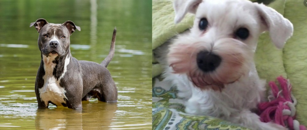 White Schnauzer vs American Staffordshire Terrier - Breed Comparison