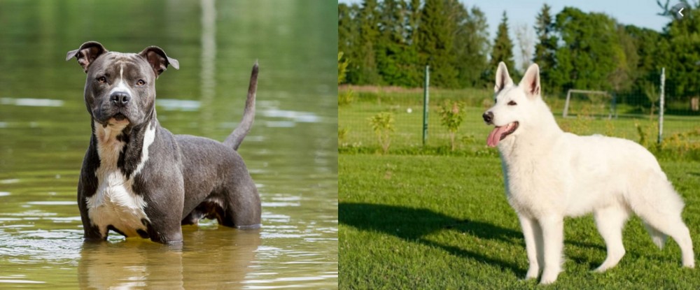 White Shepherd vs American Staffordshire Terrier - Breed Comparison