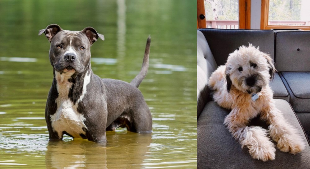 Whoodles vs American Staffordshire Terrier - Breed Comparison