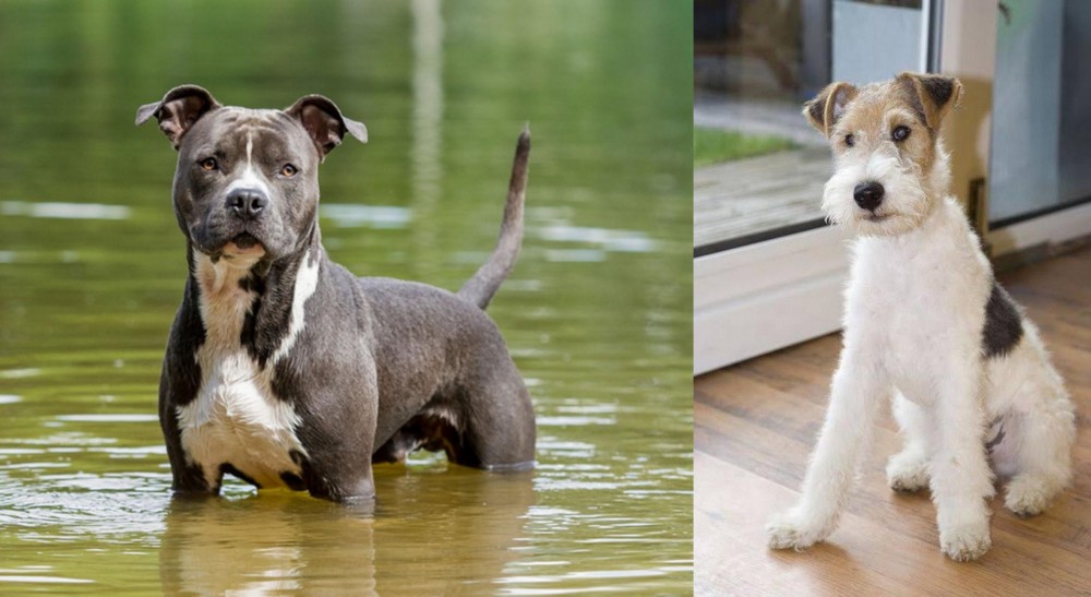 Wire Fox Terrier vs American Staffordshire Terrier - Breed Comparison