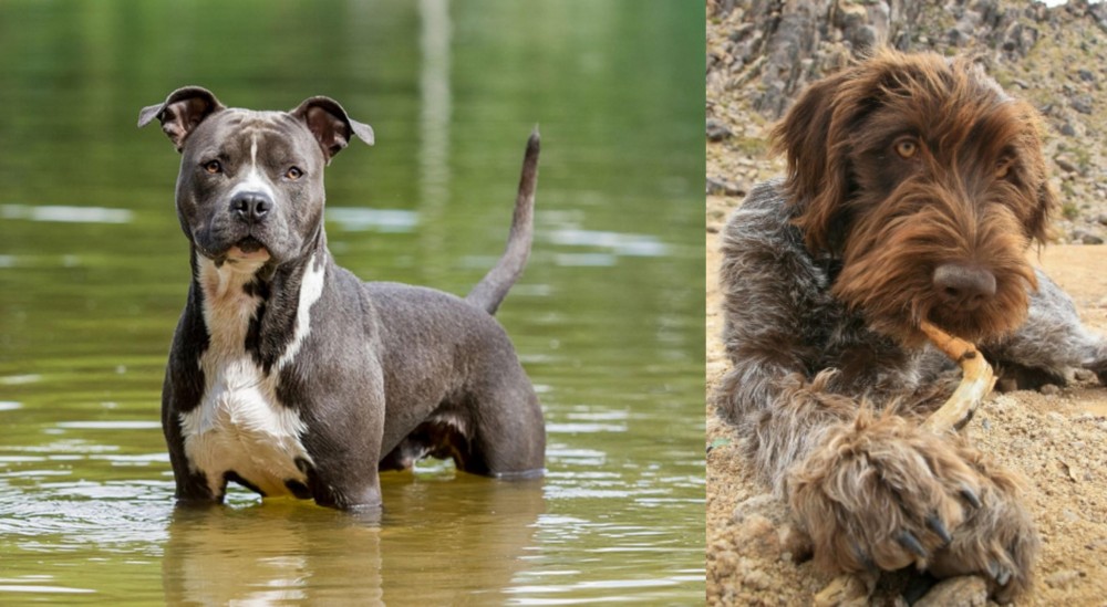 Wirehaired Pointing Griffon vs American Staffordshire Terrier - Breed Comparison