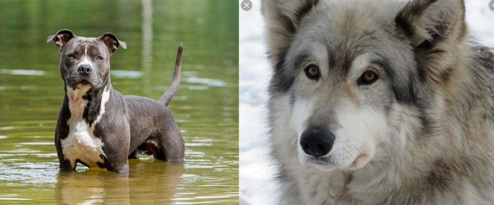 Wolfdog vs American Staffordshire Terrier - Breed Comparison