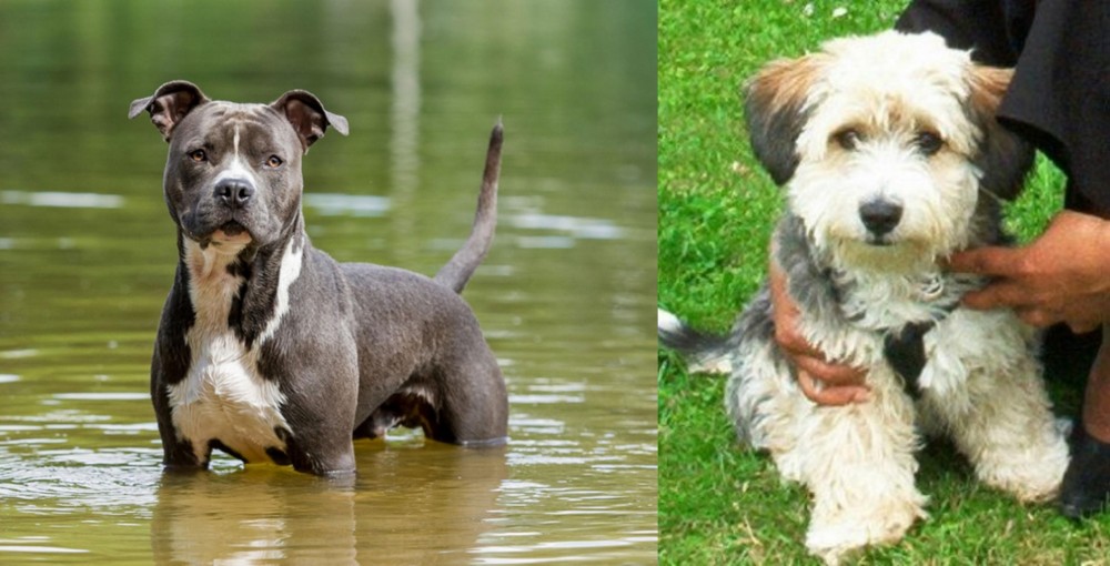 Yo-Chon vs American Staffordshire Terrier - Breed Comparison