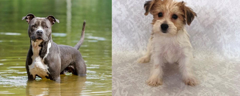 Yochon vs American Staffordshire Terrier - Breed Comparison