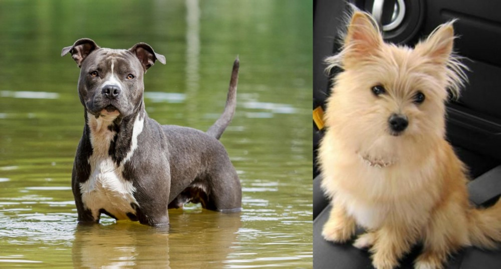 Yoranian vs American Staffordshire Terrier - Breed Comparison
