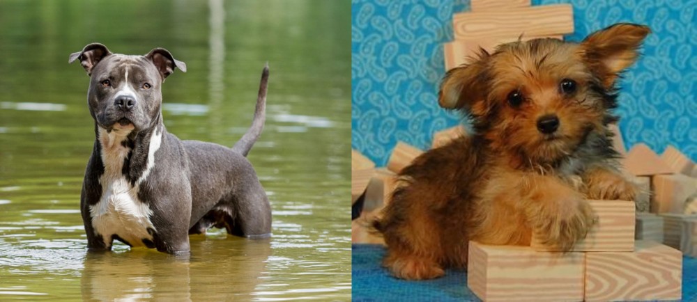 Yorkillon vs American Staffordshire Terrier - Breed Comparison